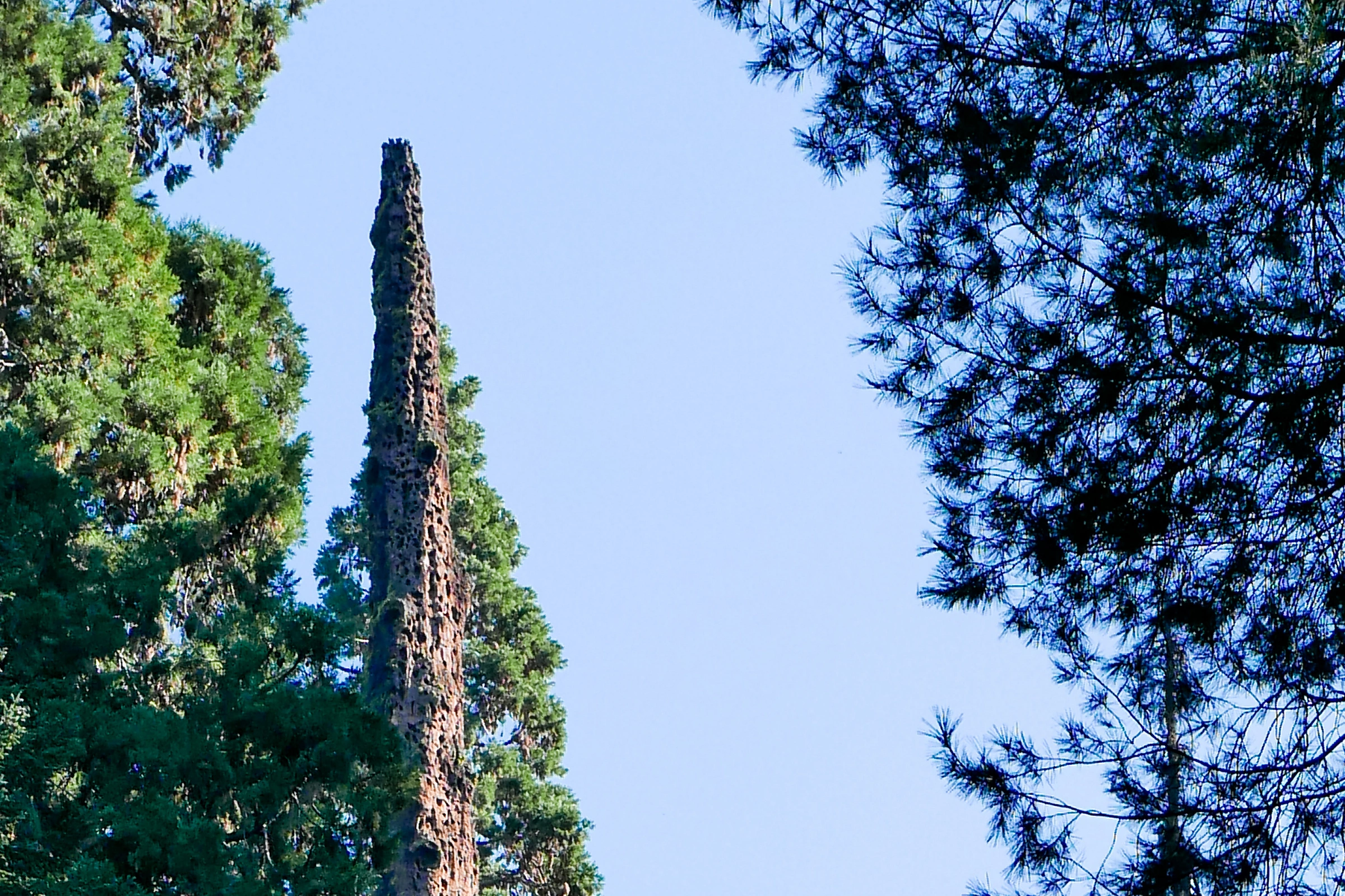 Sequoia_&_Kings_Canyon_National_Parks,_California[1].webp